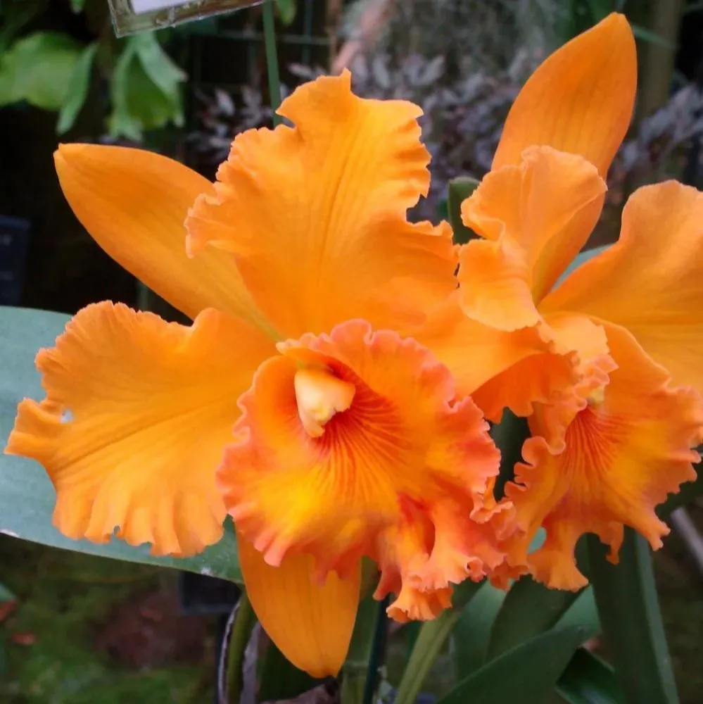 Orhidee Rlc. Spanish Eye - flori XXL parfumate