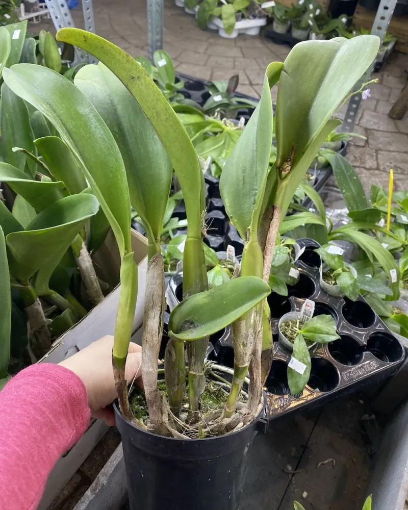 Orhidee Rlc. Spanish Eye - flori XXL parfumate