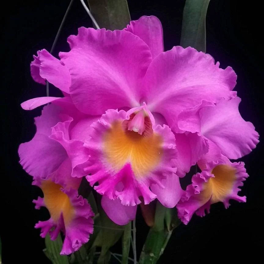 Orhidee RLC. Triumphal Coronation 'CT-Spring Beauty' - flori uriase parfumate!!!
