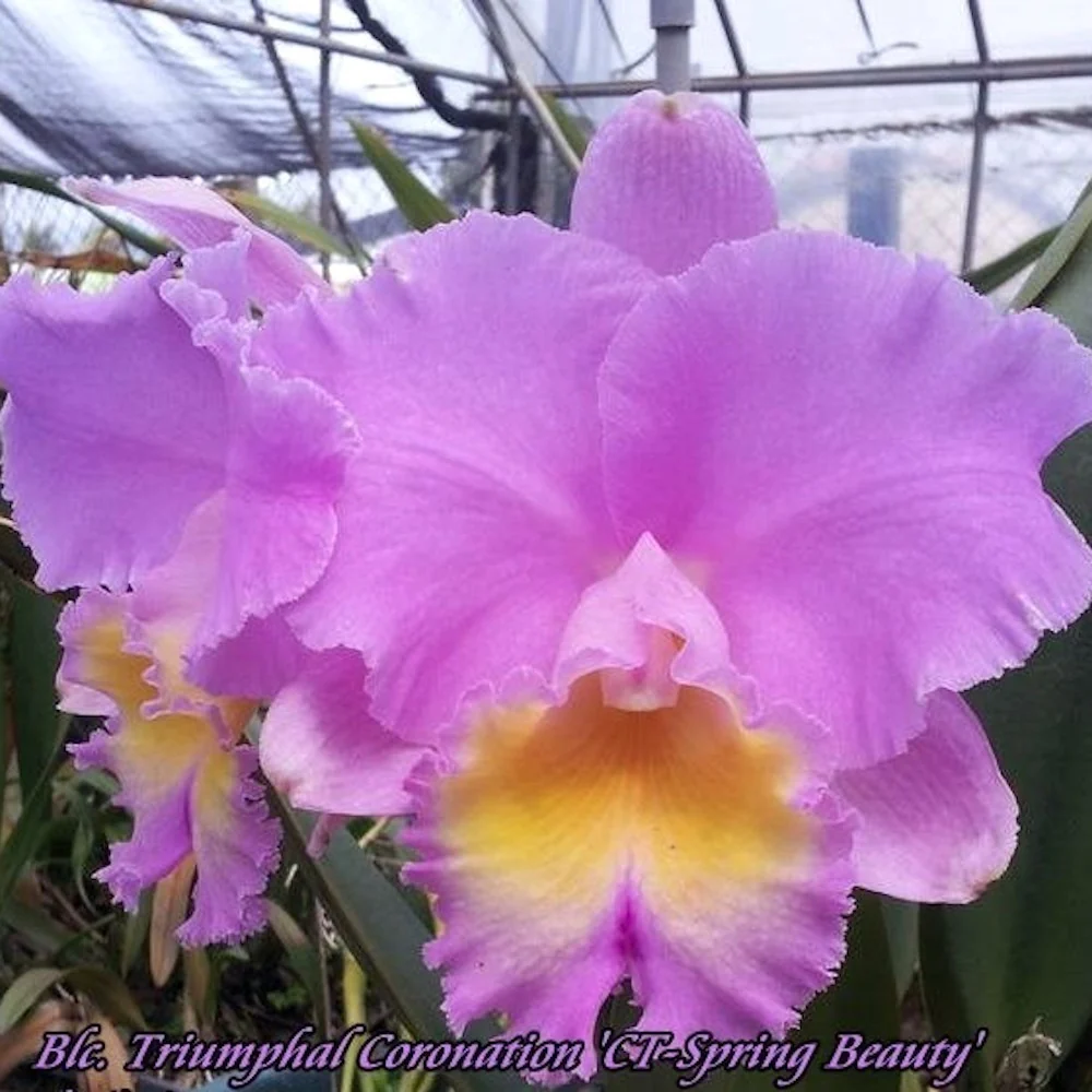 Orhidee RLC. Triumphal Coronation 'CT-Spring Beauty' - flori uriase parfumate!!!