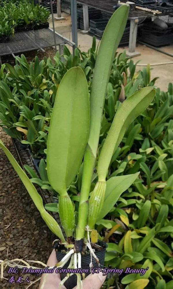 Orhidee RLC. Triumphal Coronation 'CT-Spring Beauty' - flori uriase parfumate!!!