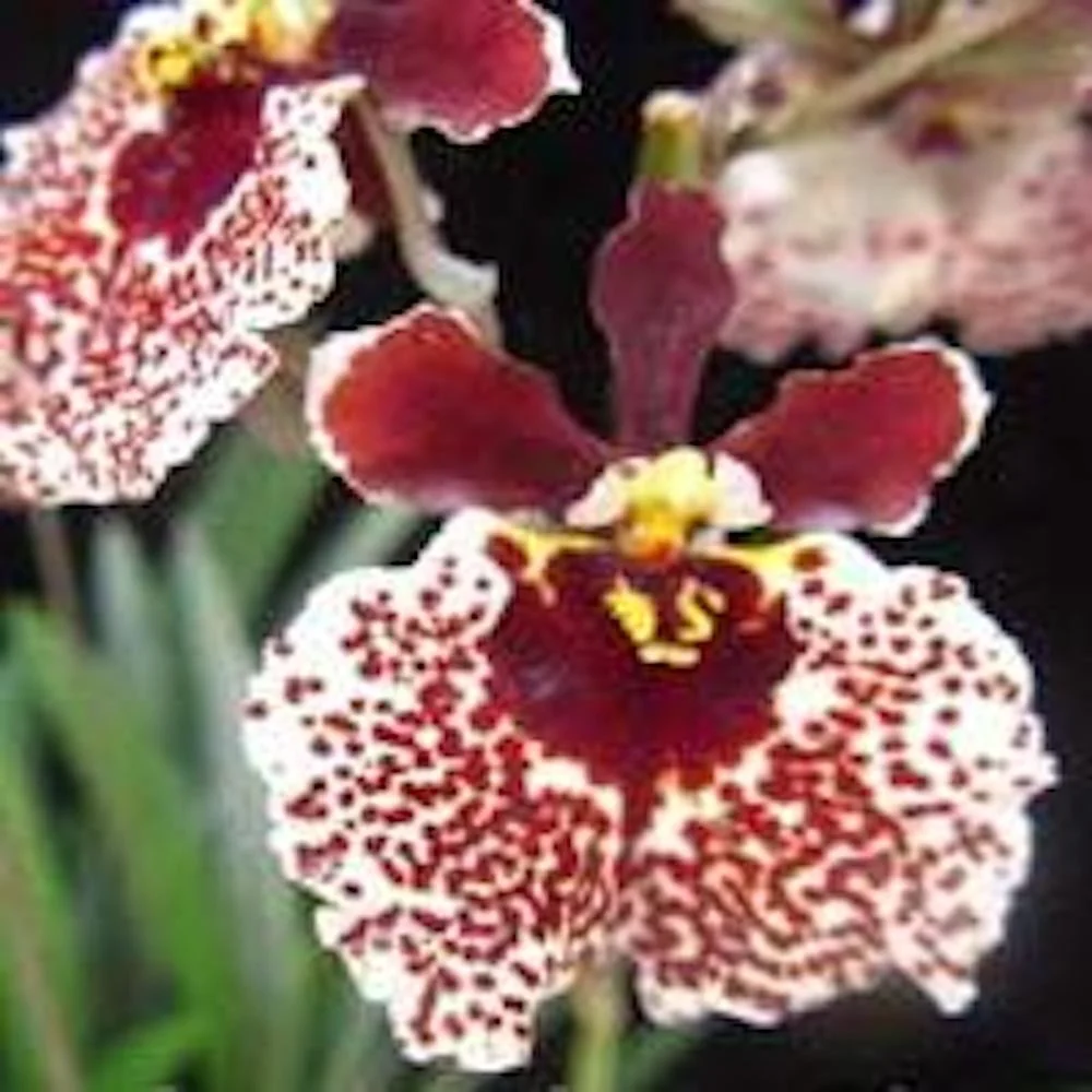 Orhidee Tolumnia Jairak Flyer "Snow Brown"