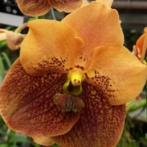 Orhidee Vanda Divana Apricot Brandy