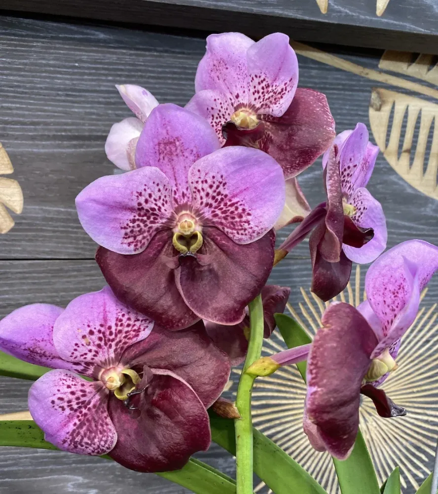 Orhidee Vanda Elly Carroll (Two Tone Pink)