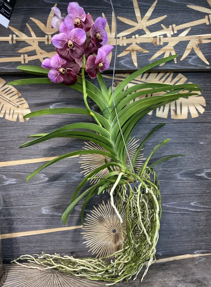 Orhidee Vanda Elly Carroll (Two Tone Pink)