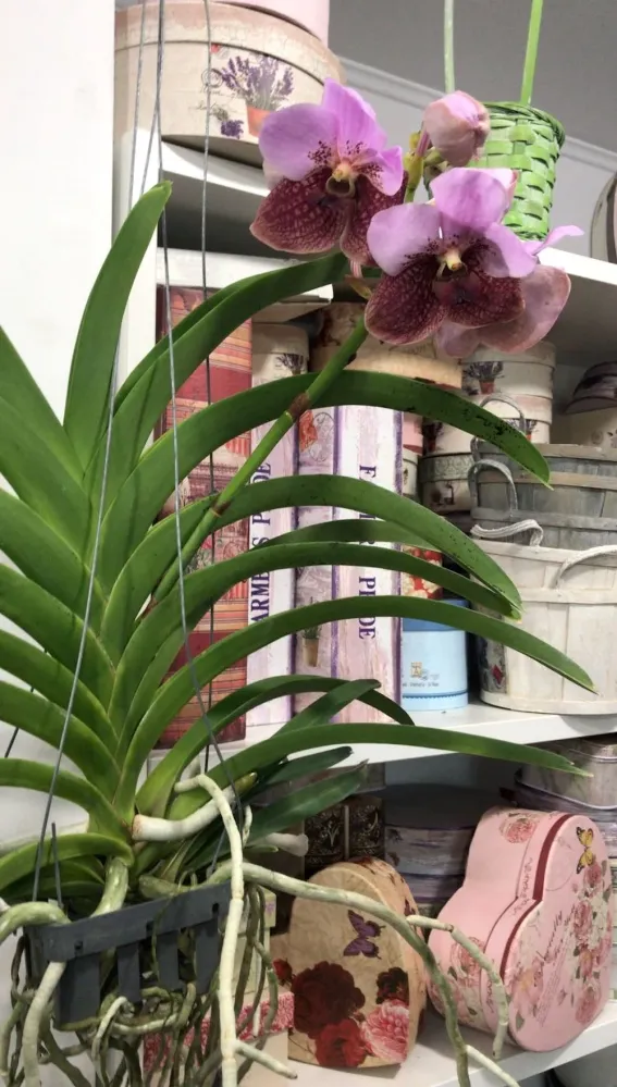 Orhidee Vanda Elly Carroll (Two Tone Pink)