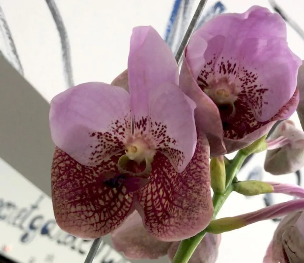Orhidee Vanda Elly Carroll (Two Tone Pink)