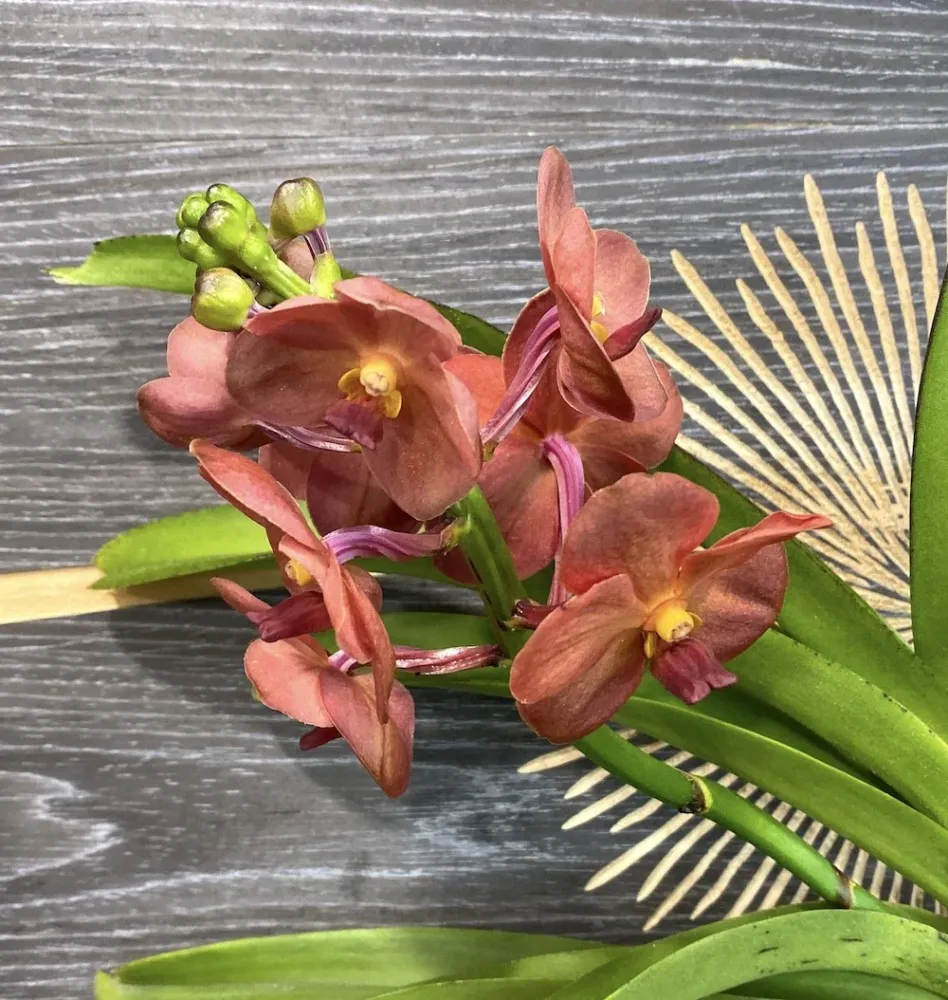 Orhidee Vanda (Tangelo) Peach Mango