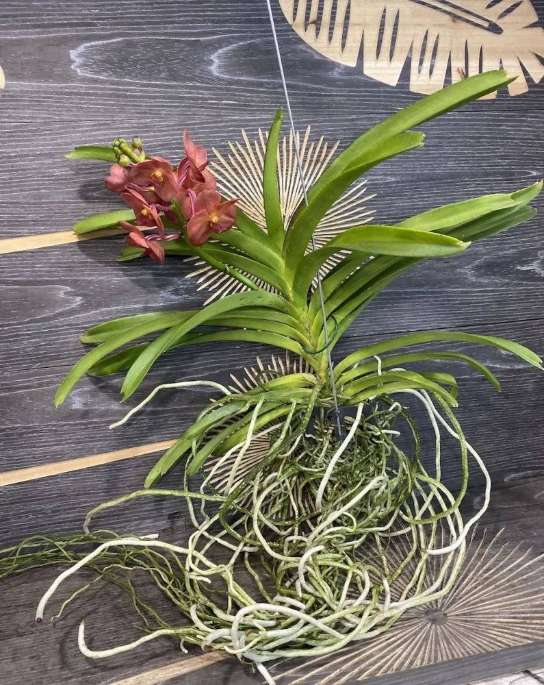 Orhidee Vanda (Tangelo) Peach Mango