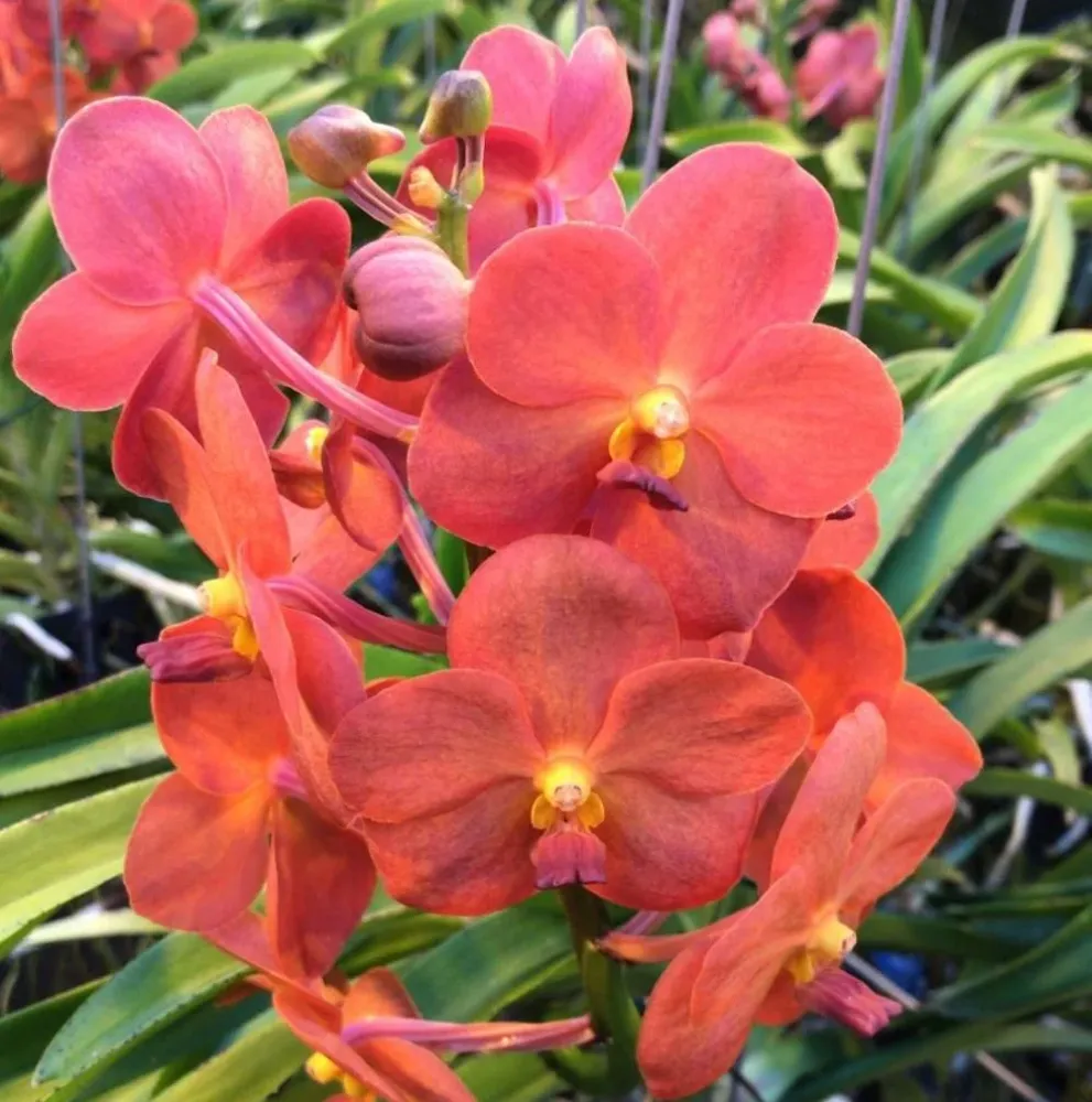 Orhidee Vanda (Tangelo) Peach Mango