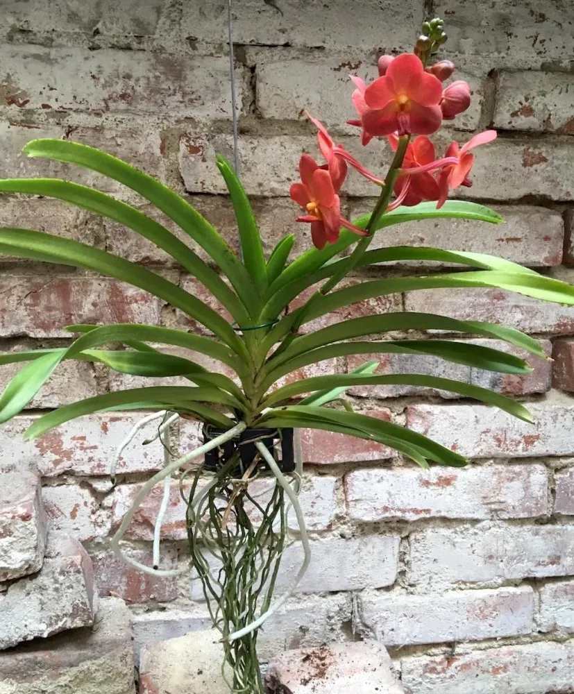 Orhidee Vanda (Tangelo) Peach Mango
