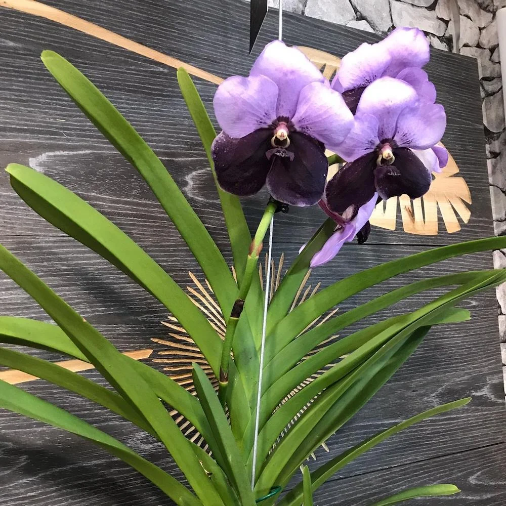 Orhidee Vanda Two Tone Purple