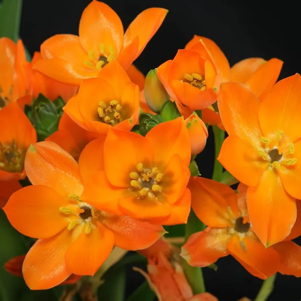 Ornithogalum dubium portocaliu (Steaua din Bethleem)