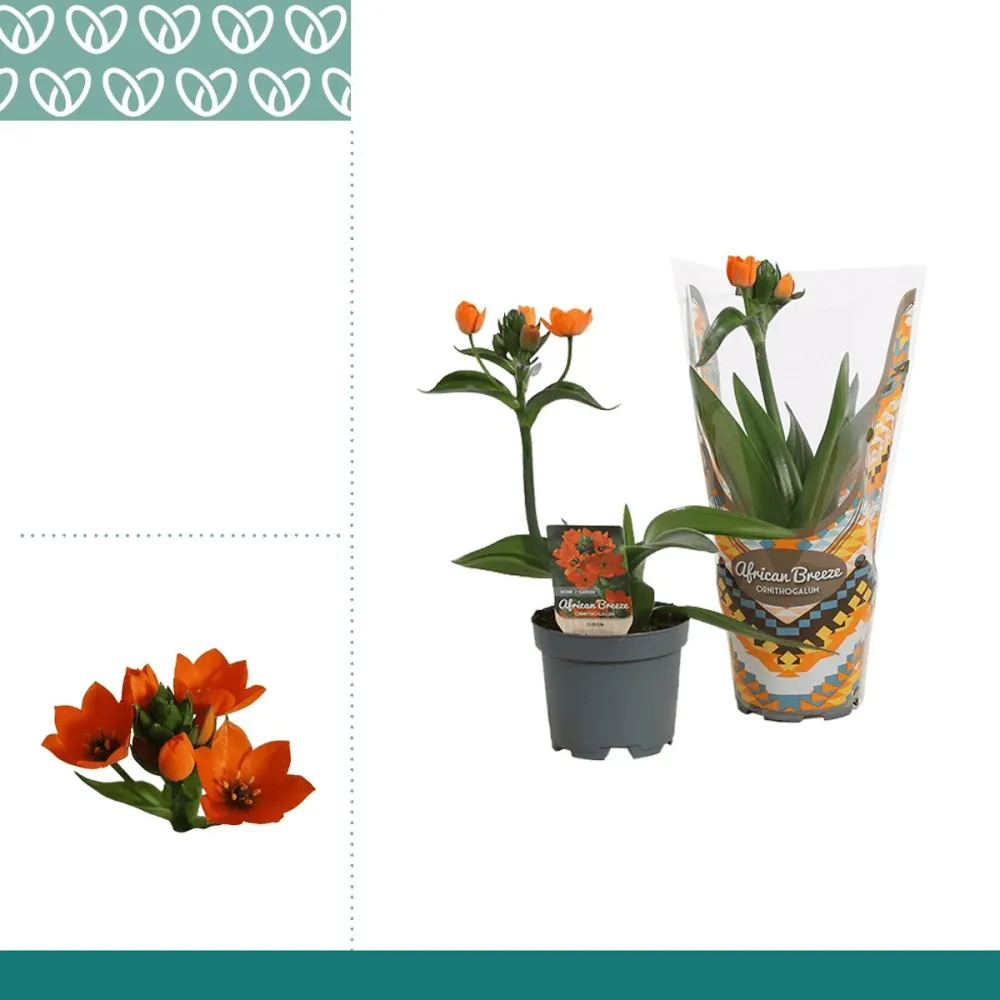 Ornithogalum dubium portocaliu (Steaua din Bethleem)