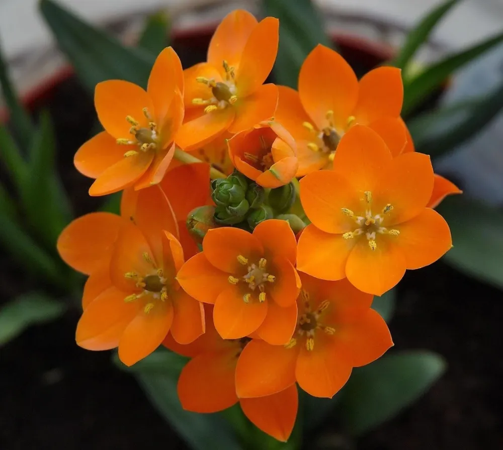 Ornithogalum dubium portocaliu (Steaua din Bethleem)