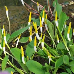 Orontium aquaticum