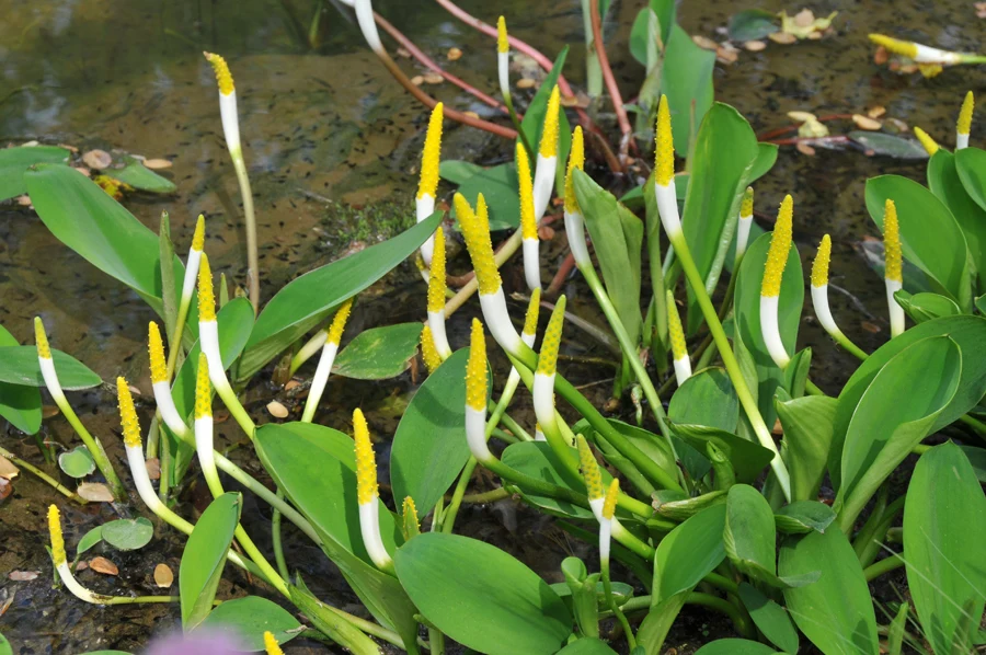 Orontium aquaticum