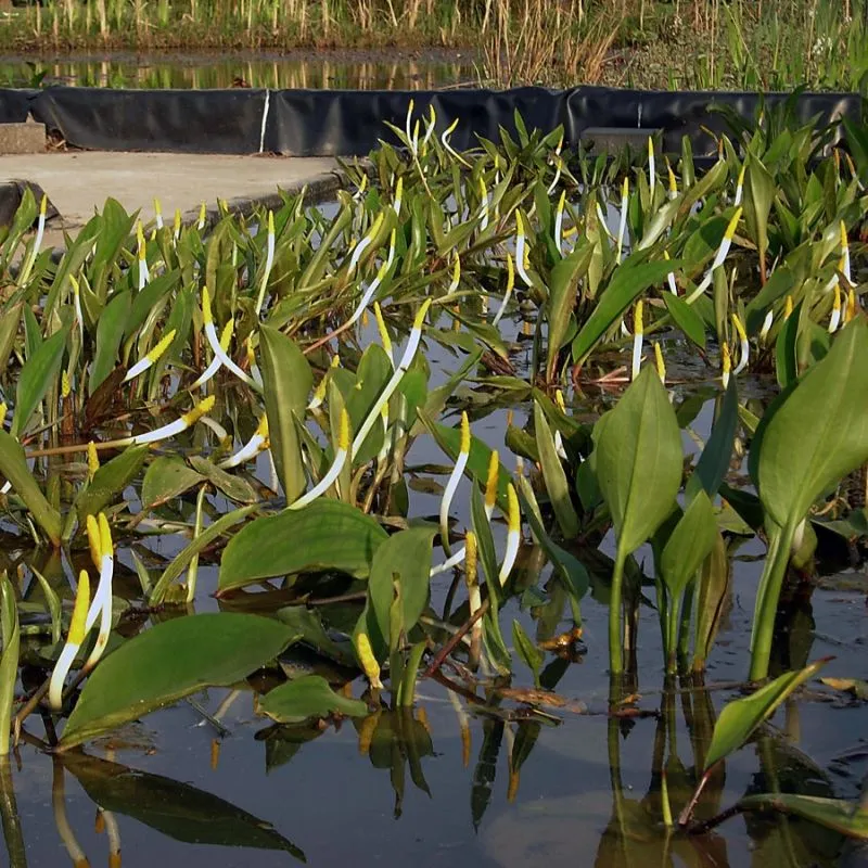 Orontium aquaticum