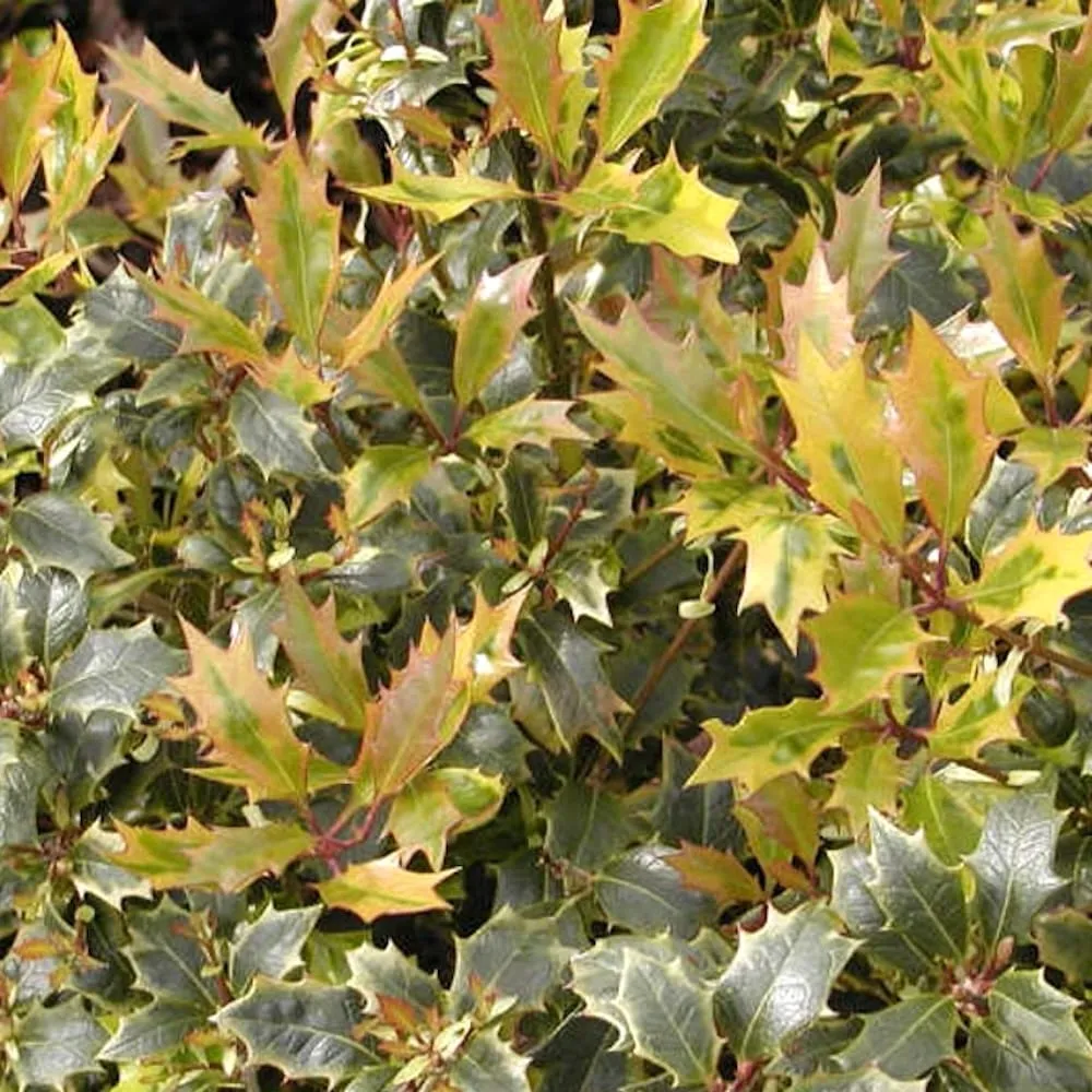 Osmanthus heterophyllus 'Aureomarginatus' - parfumat, de gradina