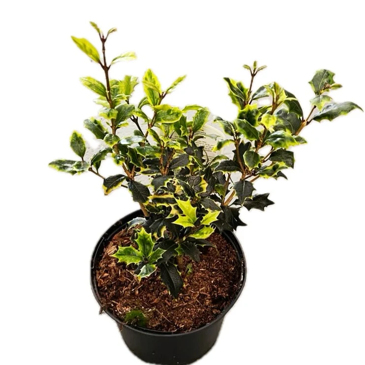 Osmanthus heterophyllus 'Aureomarginatus' - parfumat, de gradina