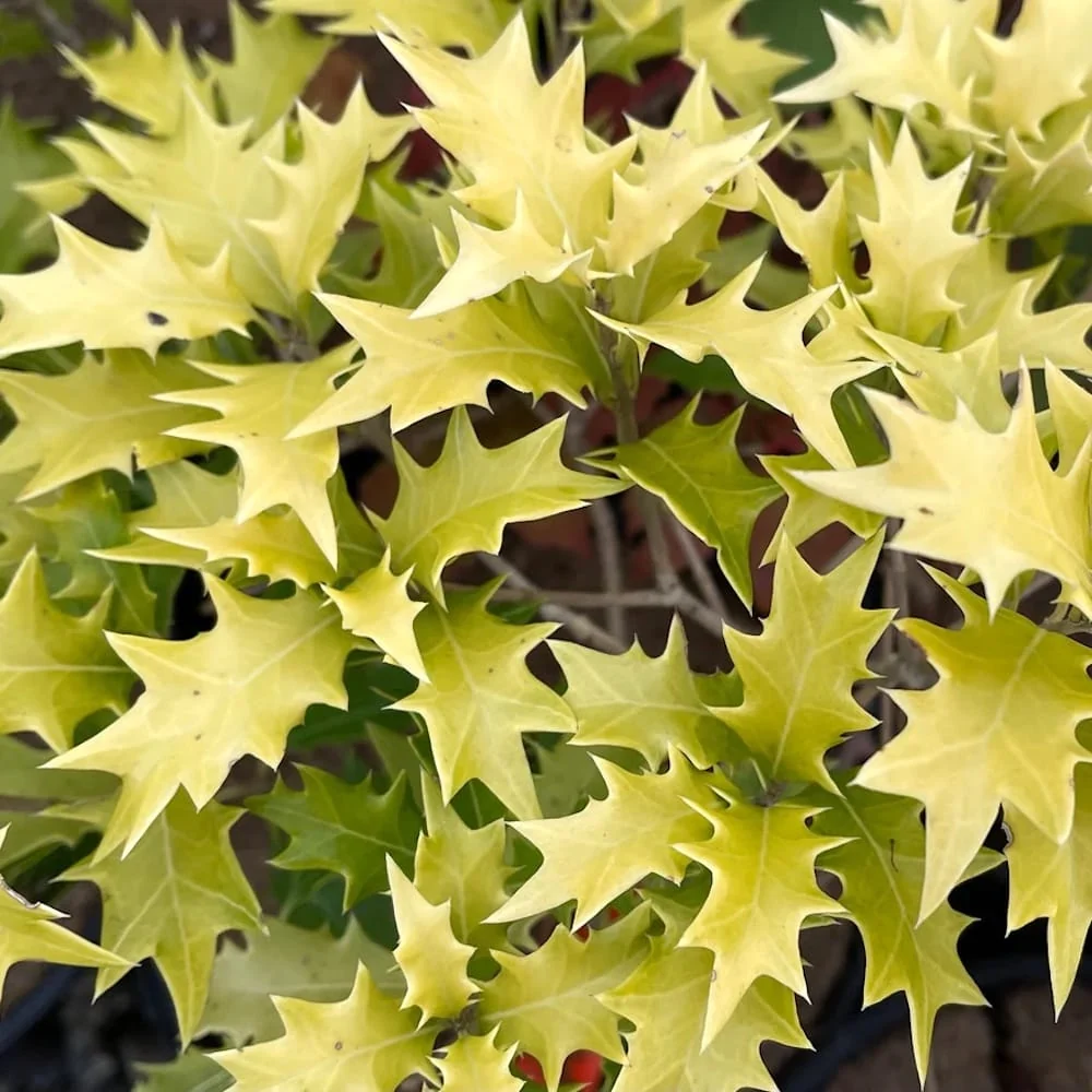 Osmanthus heterophyllus 'Ogon' - parfumat, de gradina