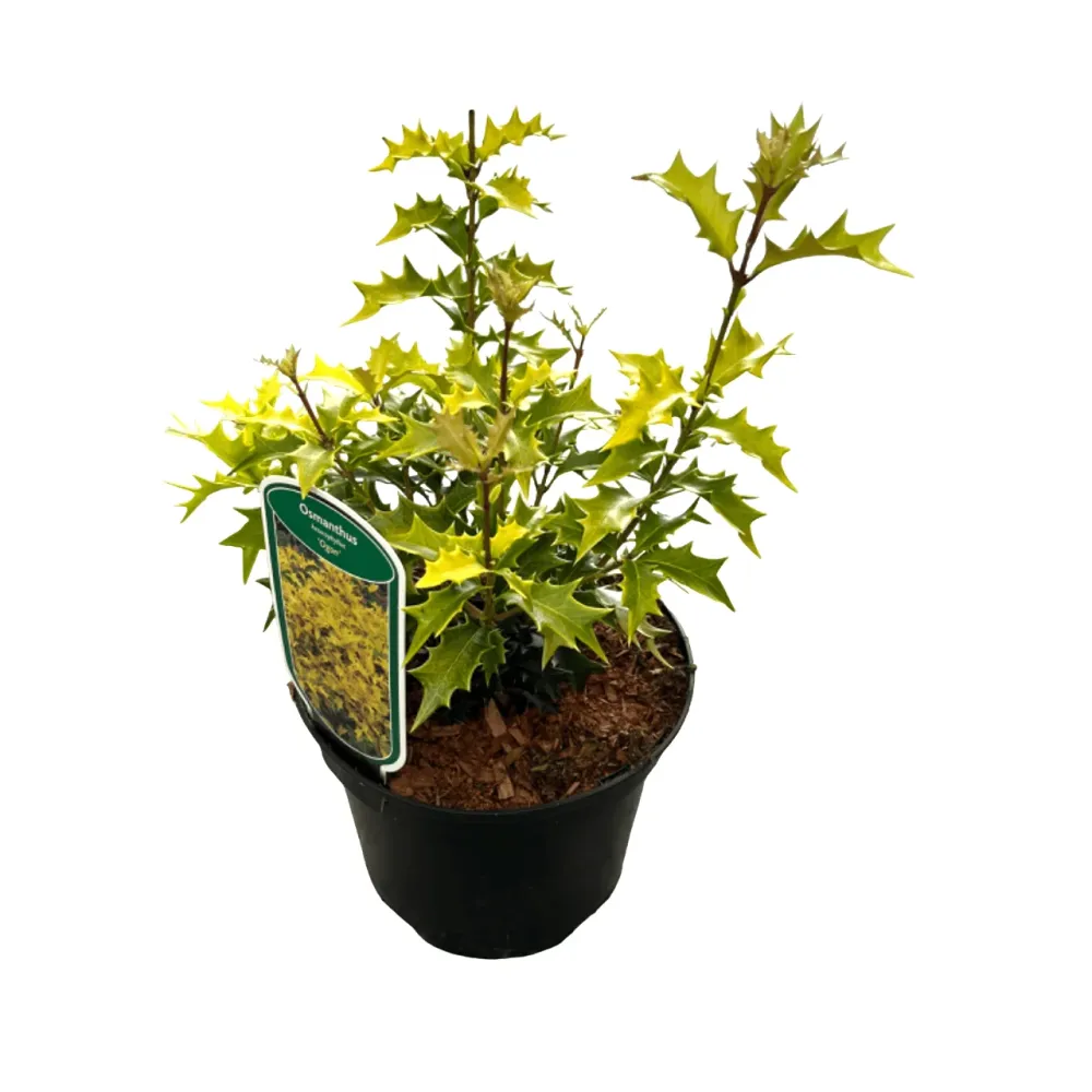 Osmanthus heterophyllus 'Ogon' - parfumat, de gradina