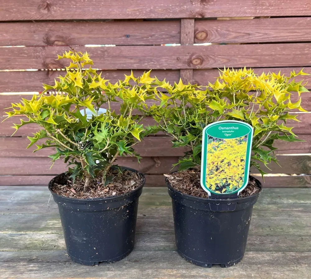 Osmanthus heterophyllus 'Ogon' - parfumat, de gradina