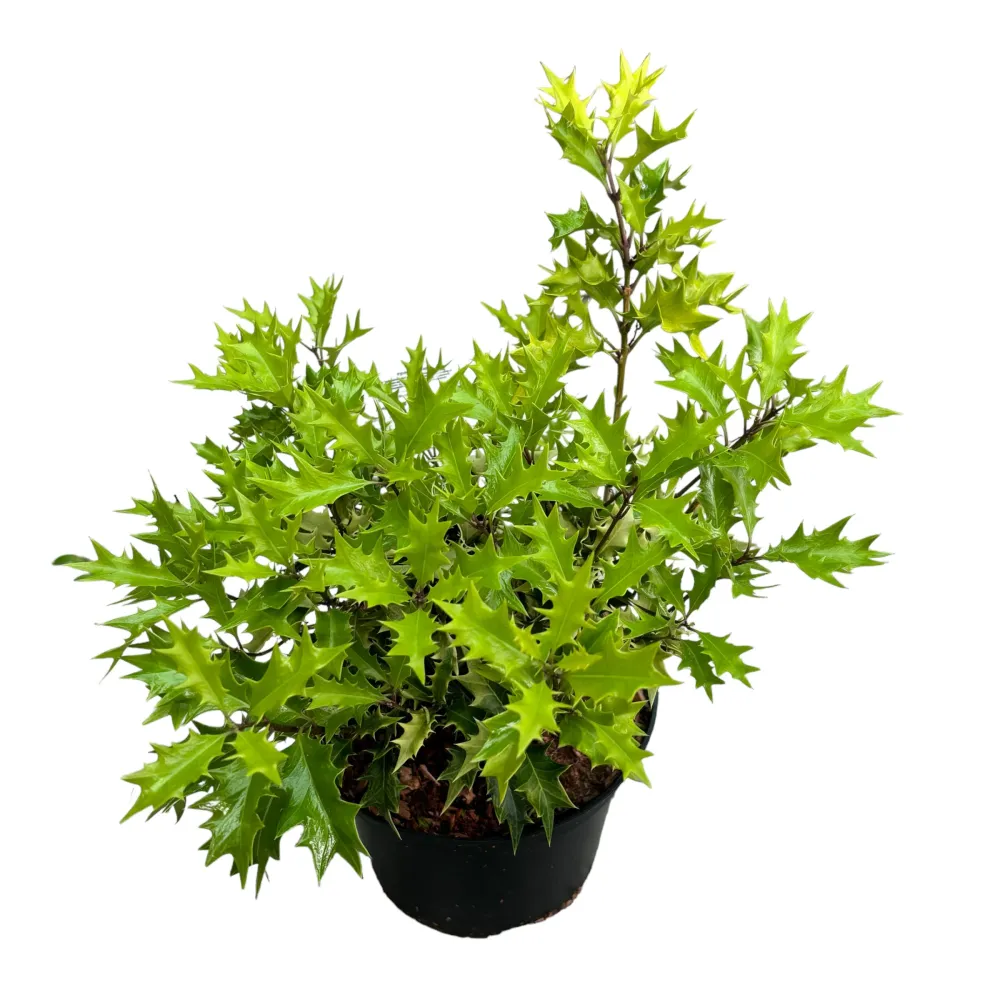 Osmanthus heterophyllus 'Ogon' - parfumat, de gradina