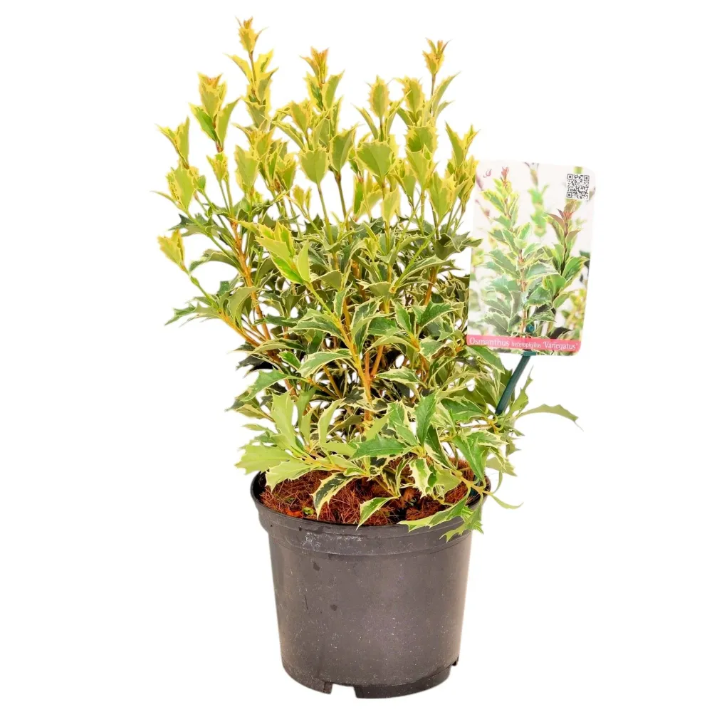 Osmanthus heterophyllus 'Variegatus' - arbust peren cu frunze variegate si flori parfumate de toamna