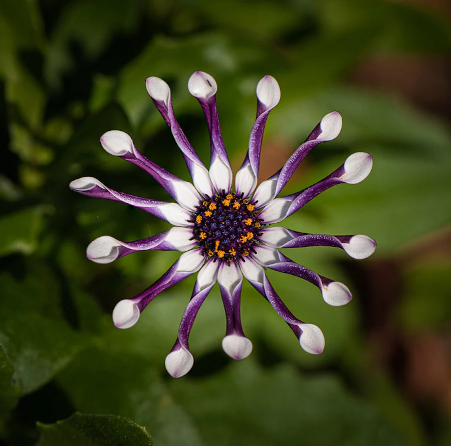 Osteospermum 'Margarita Whit Spoon' (margareta africana)