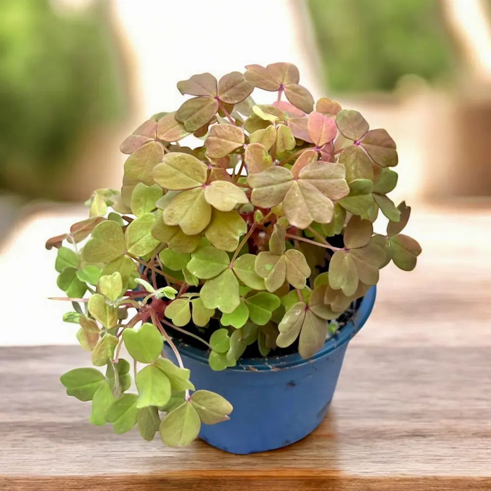 Oxalis ‘Sunset Velvet’ (‘Gold’)