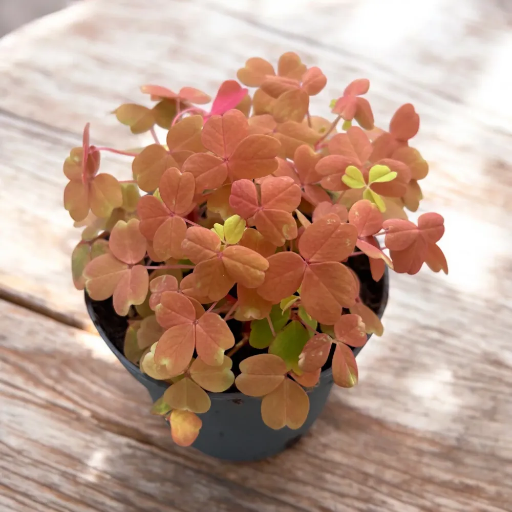 Oxalis ‘Sunset Velvet’ (‘Gold’)