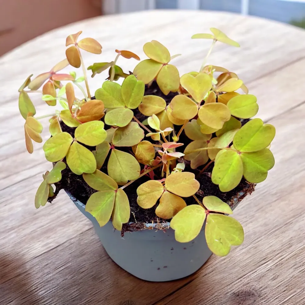 Oxalis ‘Sunset Velvet’ (‘Gold’)