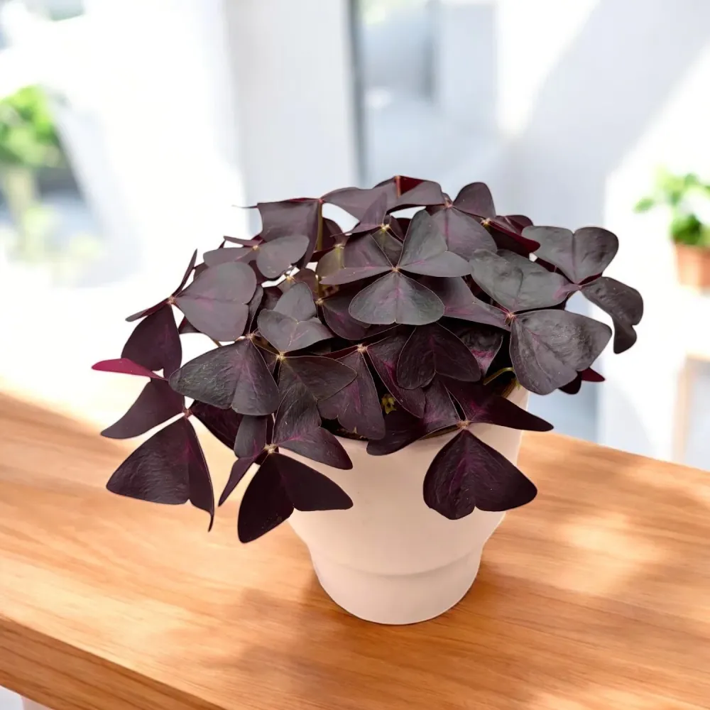 Oxalis triangularis – planta decorativa cu frunze mov si flori delicate