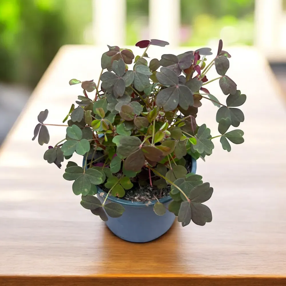 Oxalis vulcanicola 'Dark Form'