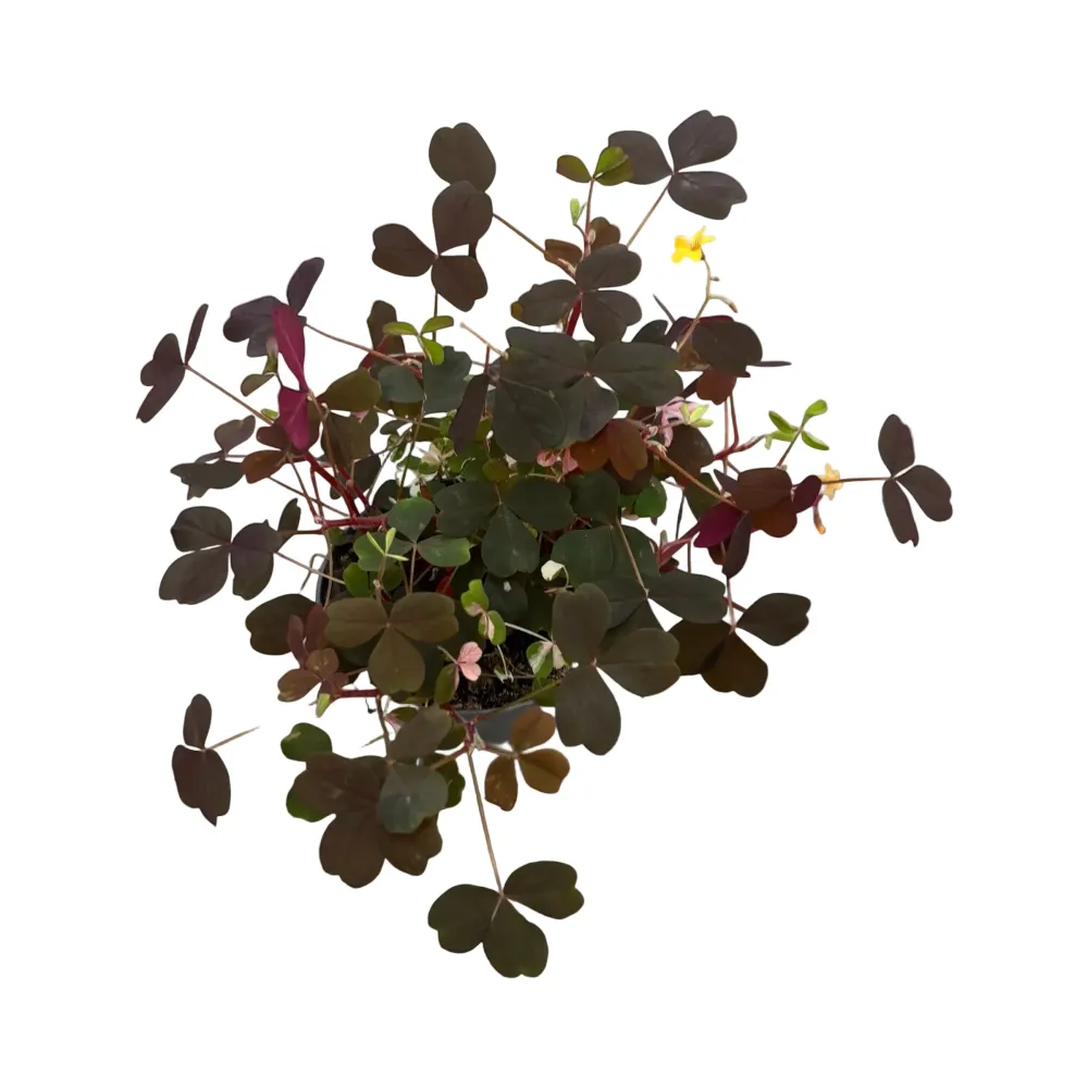 Oxalis vulcanicola 'Dark Form'