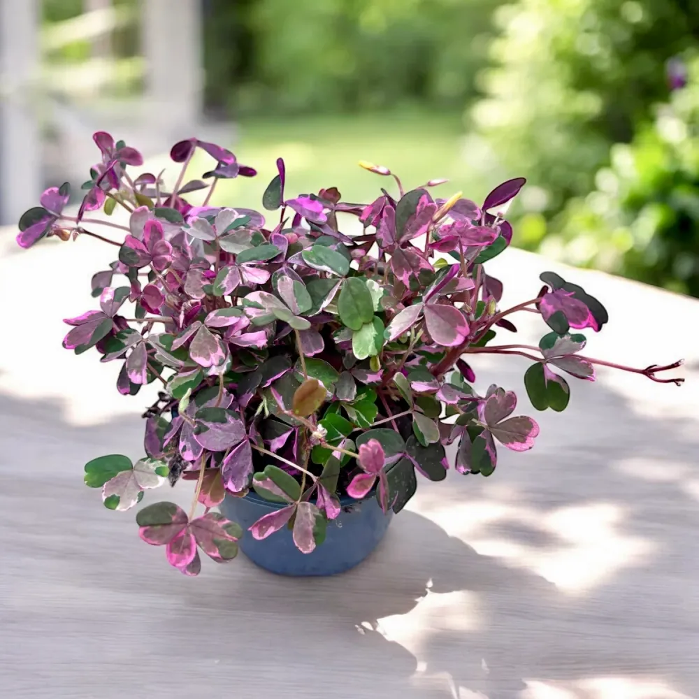 Oxalis vulcanicola 'Plum Crazy'