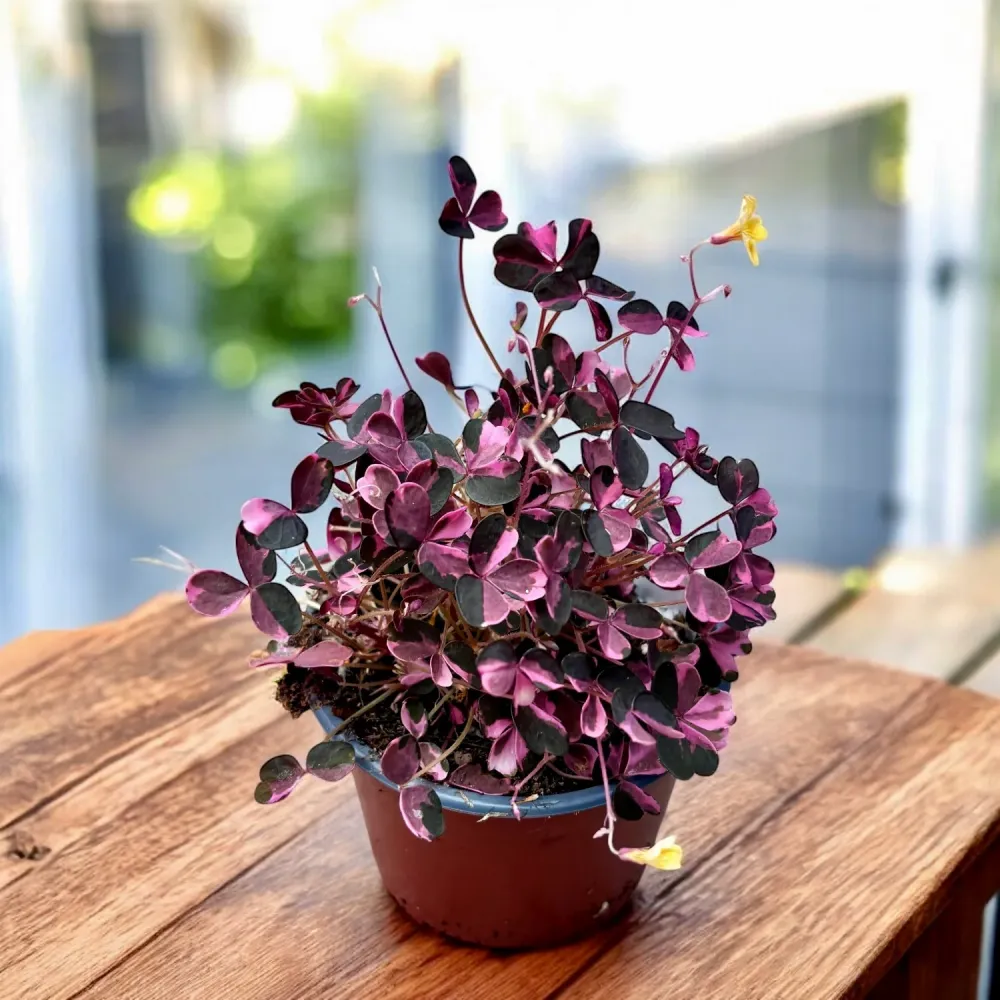 Oxalis vulcanicola 'Plum Crazy'