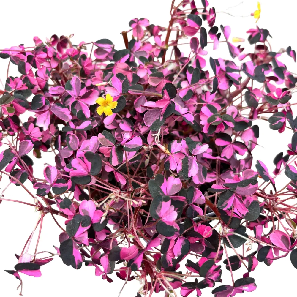 Oxalis vulcanicola 'Plum Crazy'