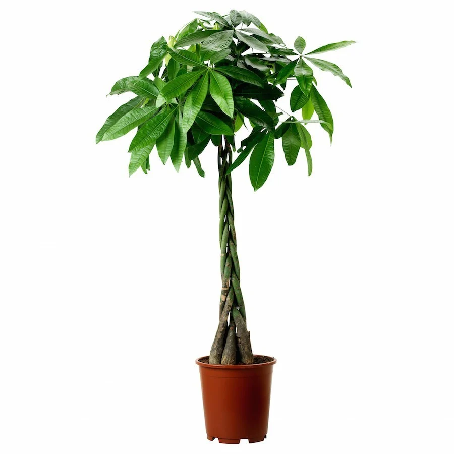 Pachira Aquatica - Arborele Banilor, 160 cm