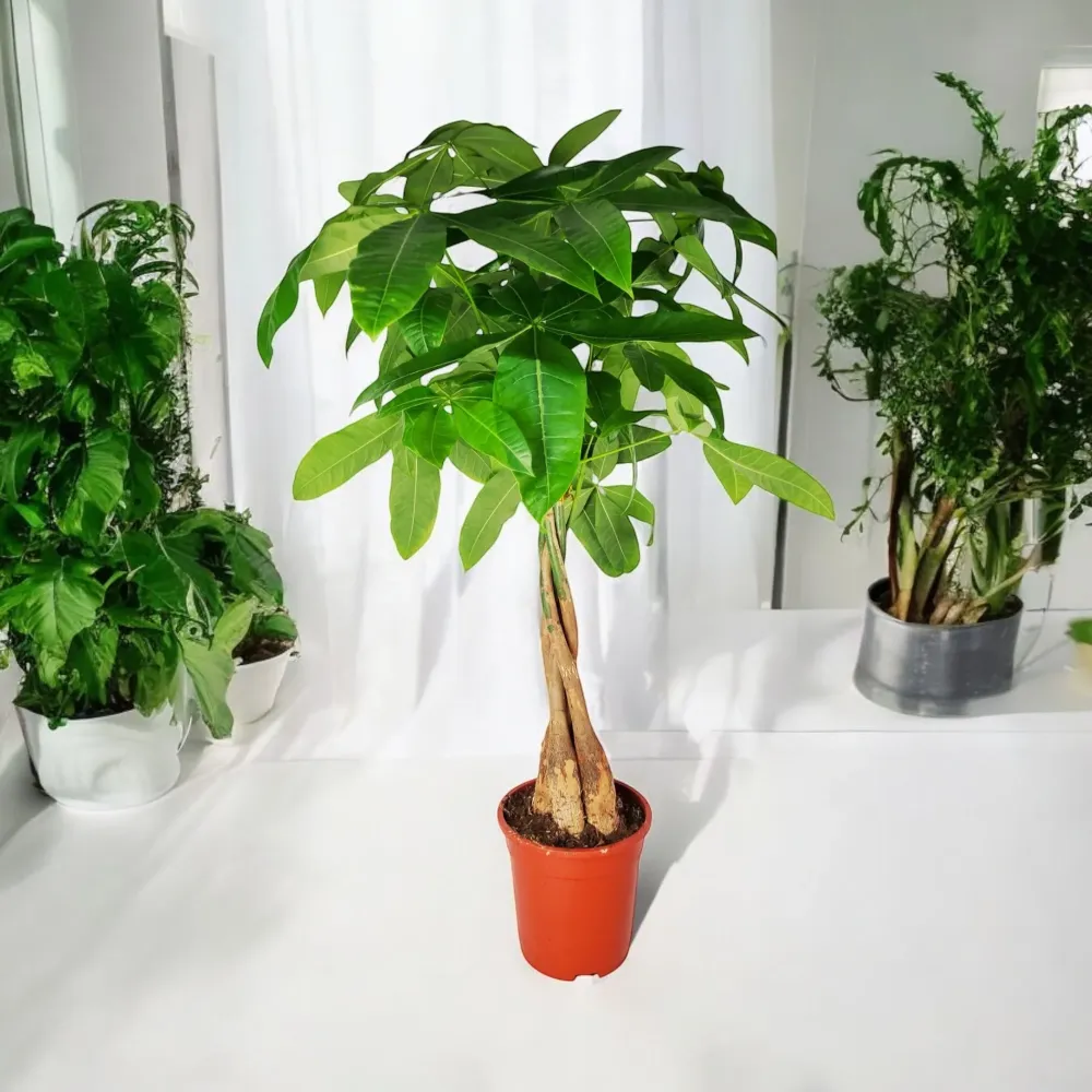 Pachira Aquatica - Arborele Banilor, H105-110 cm