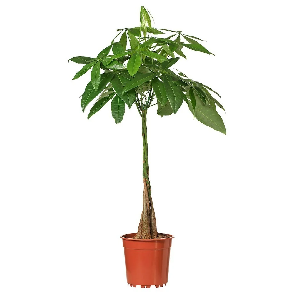 Pachira - Arborele Banilor, H130-140 cm