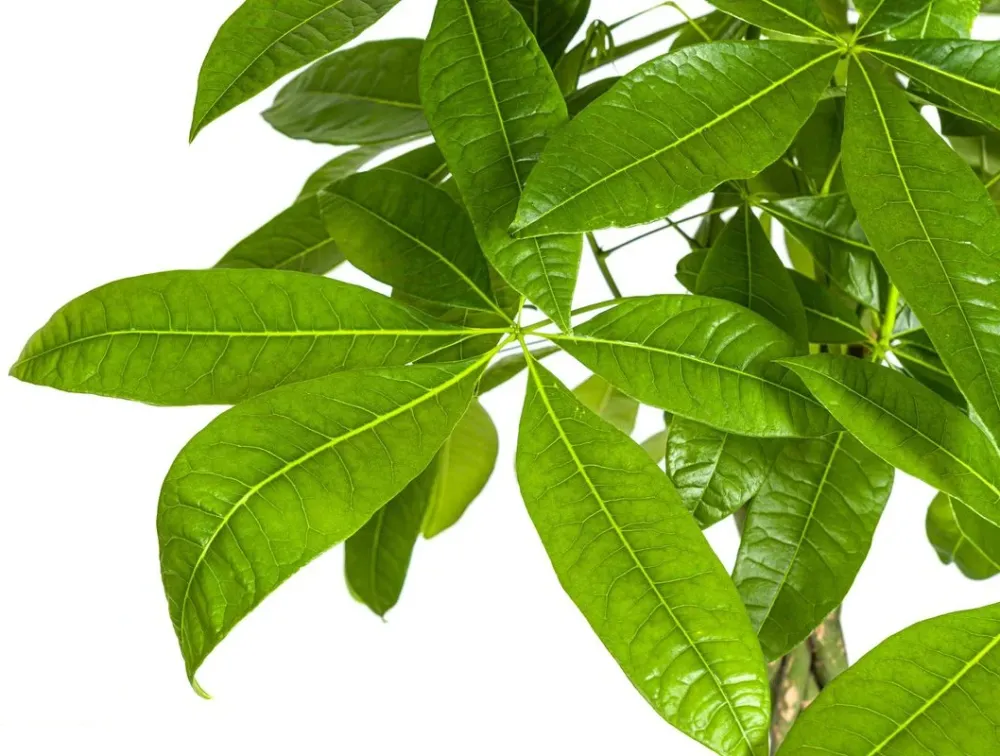 Pachira - Arborele Banilor, H130-140 cm