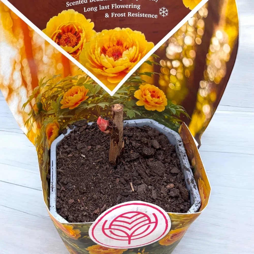 Paeonia itoh 'Bartzella' - bujor semi-arbustiv galben cu flori duble