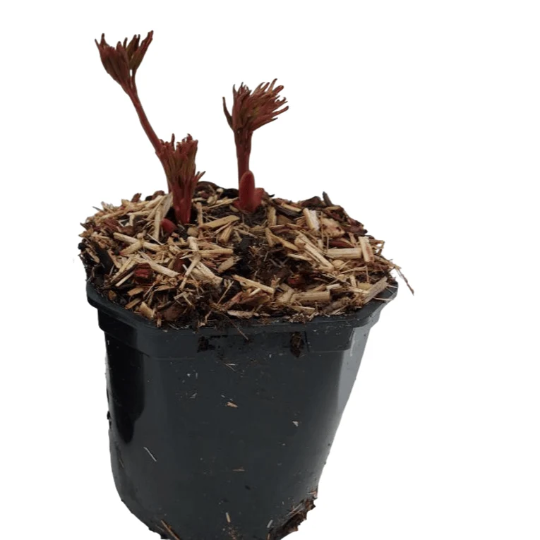 Paeonia itoh 'Bartzella' - bujor semi-arbustiv galben cu flori duble