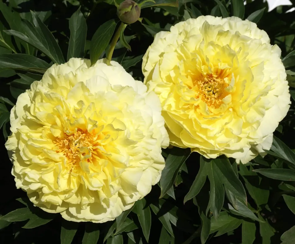 Paeonia itoh 'Bartzella' - bujor semi-arbustiv galben cu flori duble