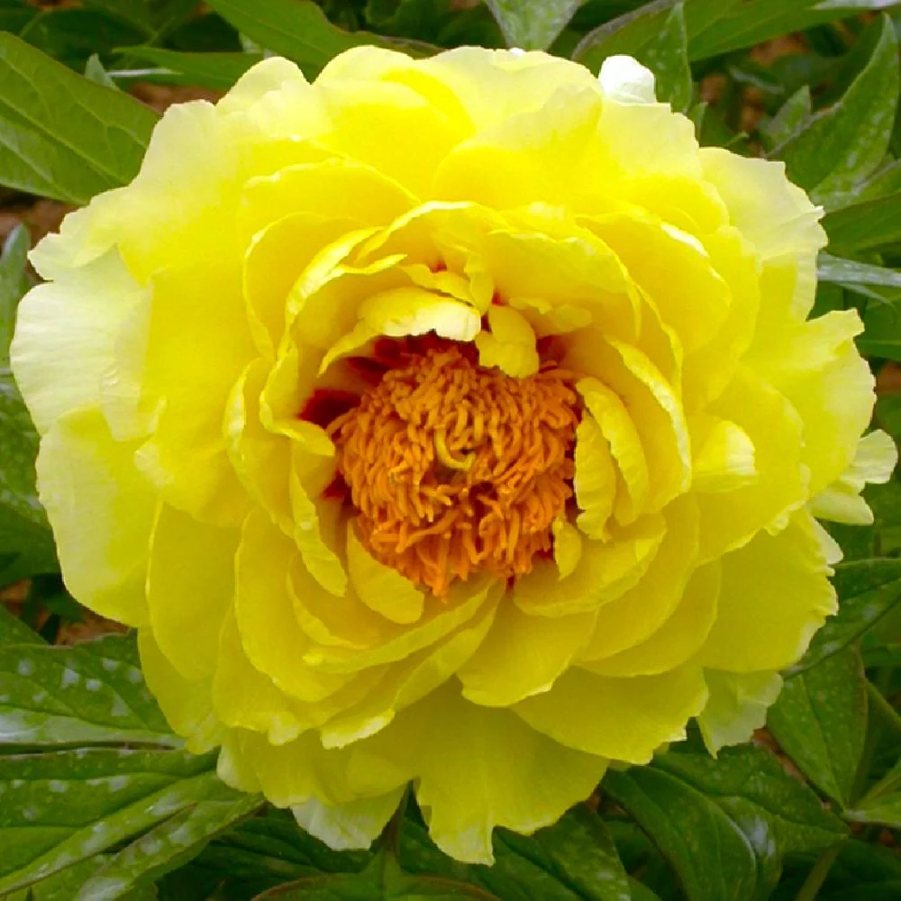 Paeonia suffruticosa 'Hai Huang' - bujor arbustiv cu flori galbene duble