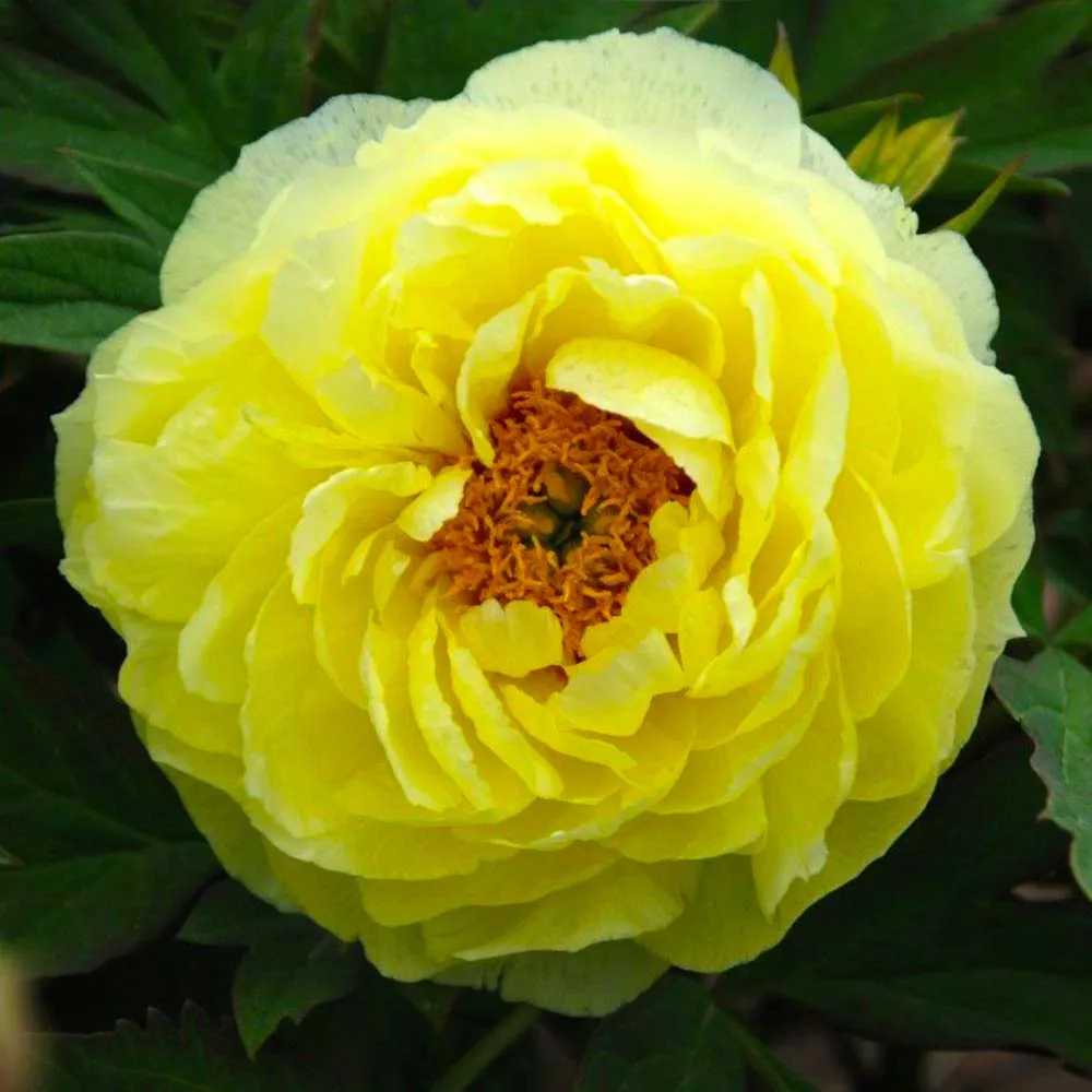 Paeonia suffruticosa 'Hai Huang' - bujor arbustiv cu flori galbene duble