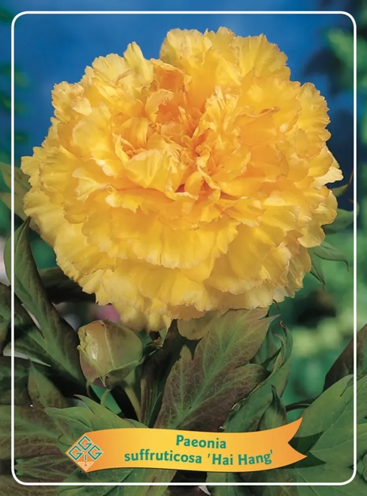 Paeonia suffruticosa 'Hai Huang' - bujor arbustiv cu flori galbene duble