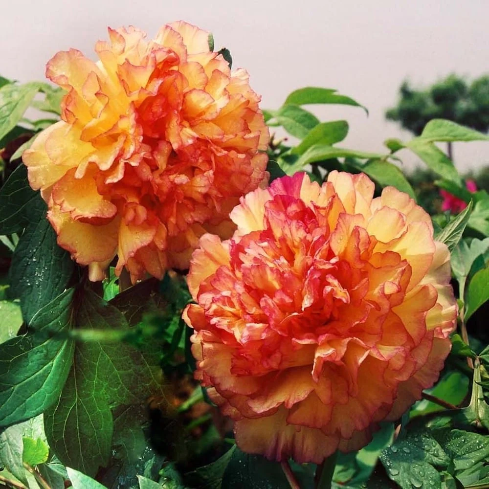 Paeonia suffruticosa 'Jin GE' - bujor arbustiv cu duble bicolore